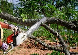 Glen Gardner, NJ Tree Removal and Landscaping Services Company